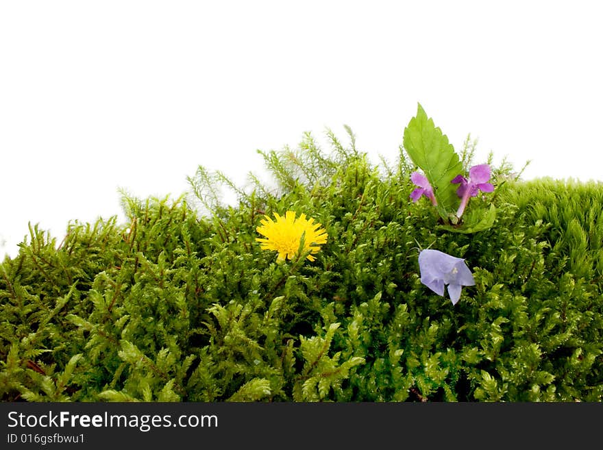 Flowers on a green lawn