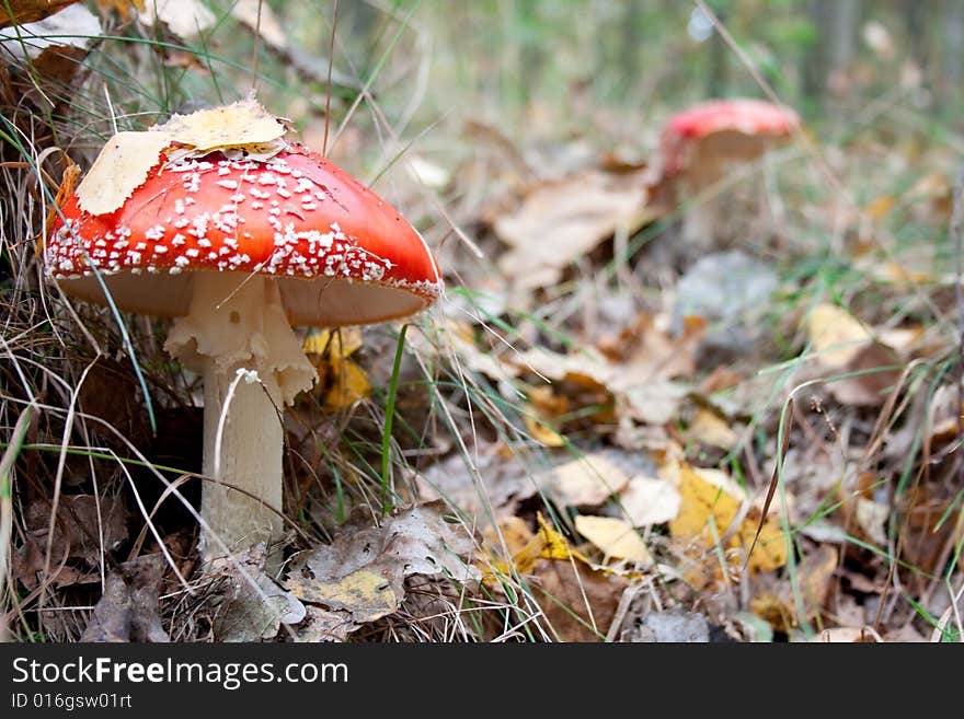 Mushroom a fly-agaric