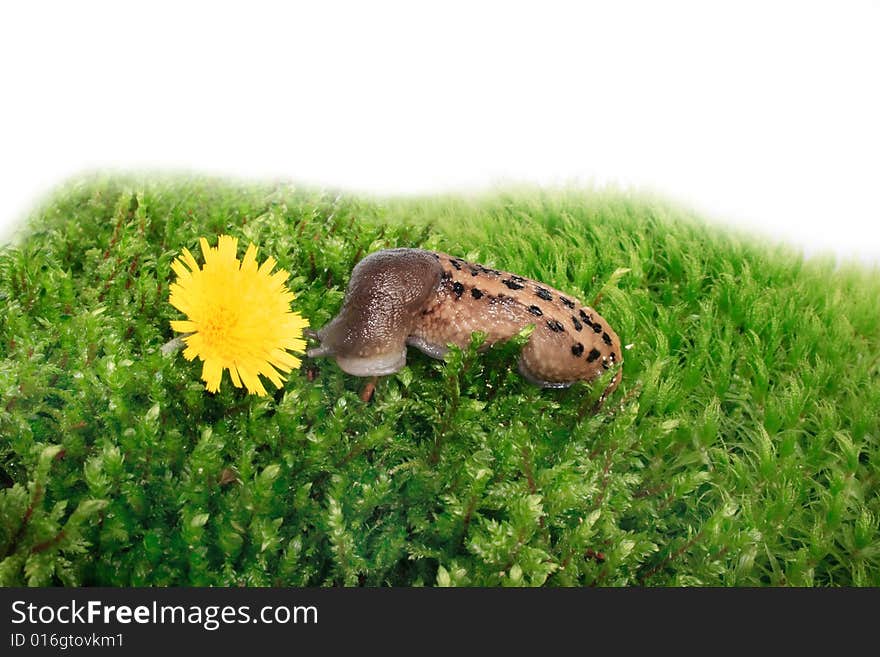 Snail and yellow flower on a green lawn