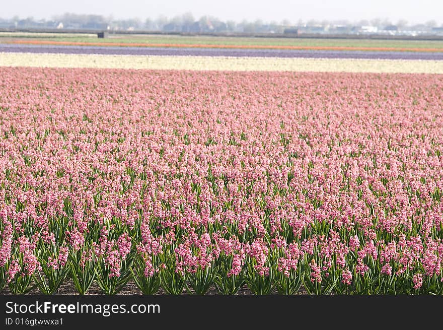 Tulips in the Keukenhof Holland