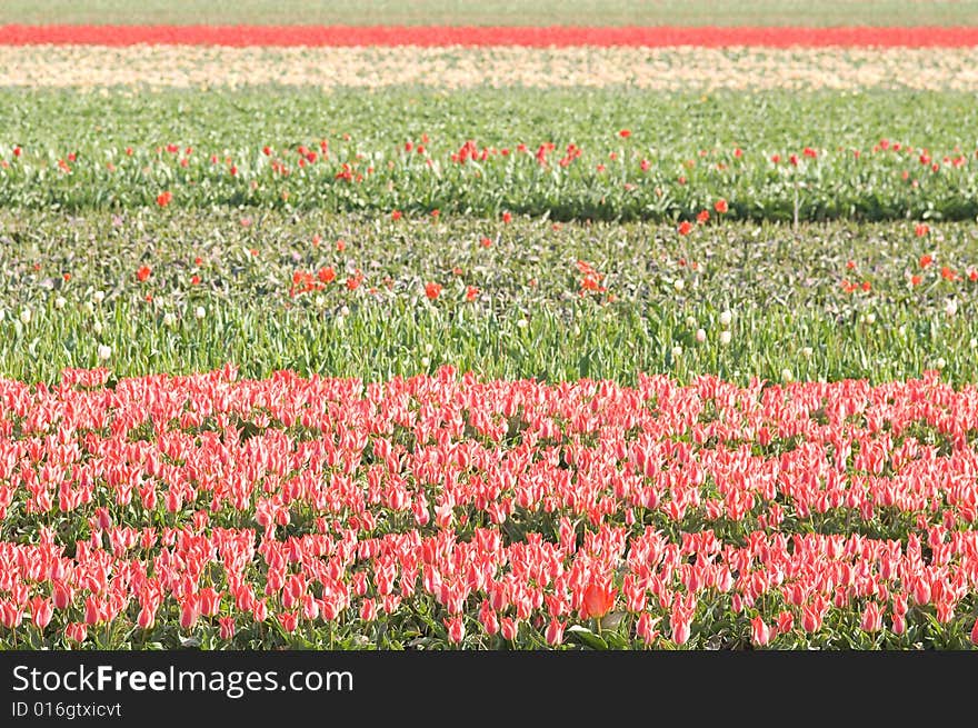 Tulips in the Keukenhof Holland