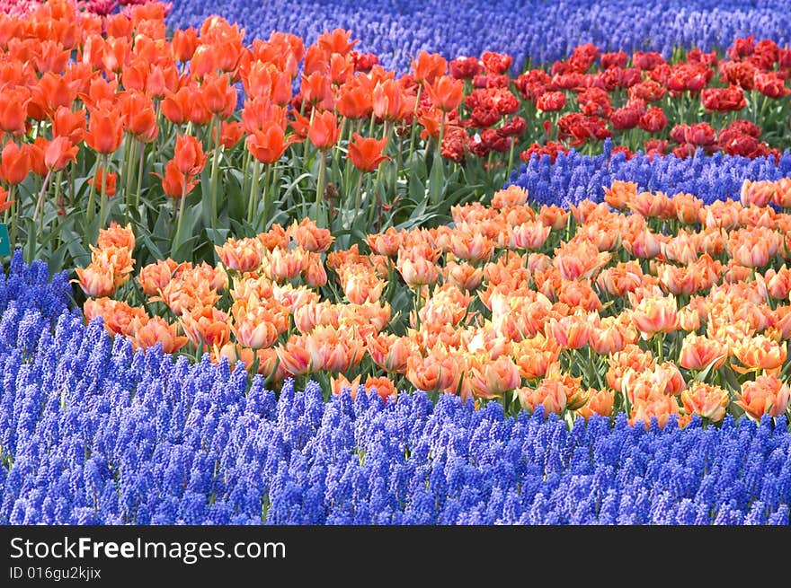 Tulips in the Keukenhof Holland