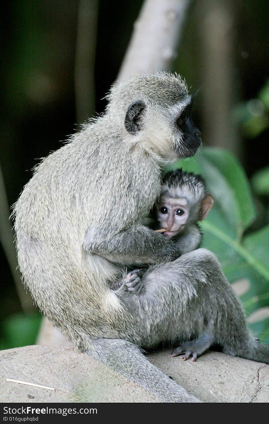 Monkey sitting with baby