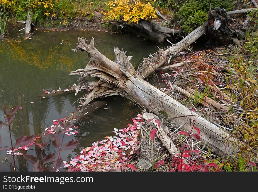 Beaver Pond