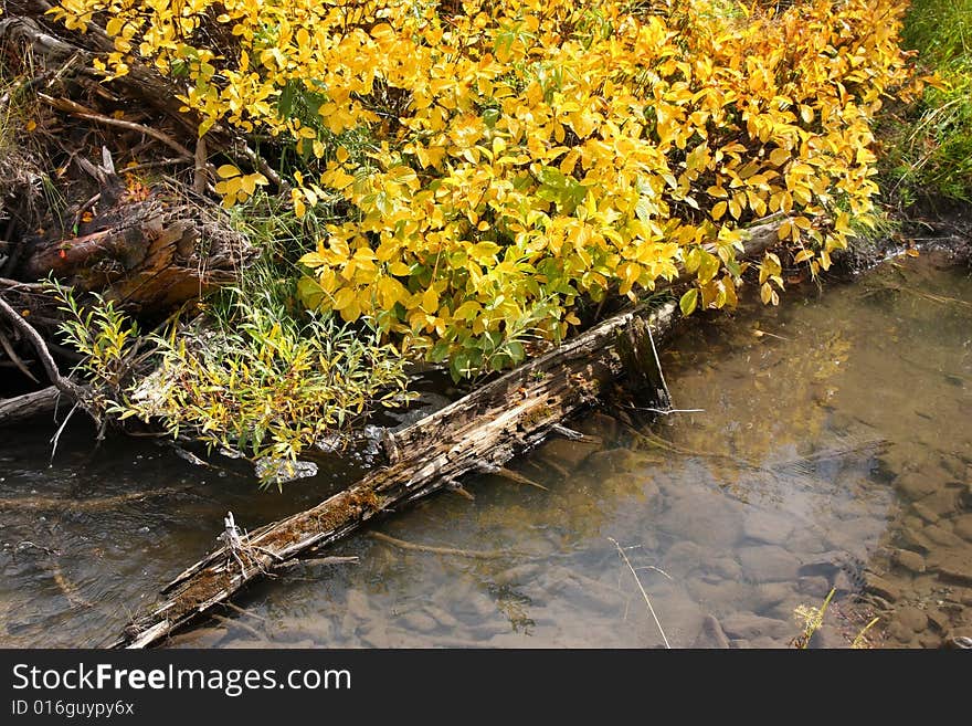 Mountain Stream  showing fall colors. Mountain Stream  showing fall colors