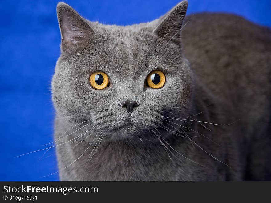 British blue cat on deep-blue background. British blue cat on deep-blue background