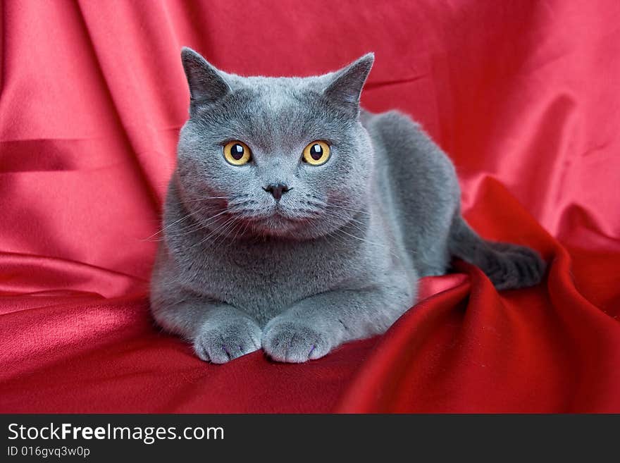 British blue cat on red background. British blue cat on red background