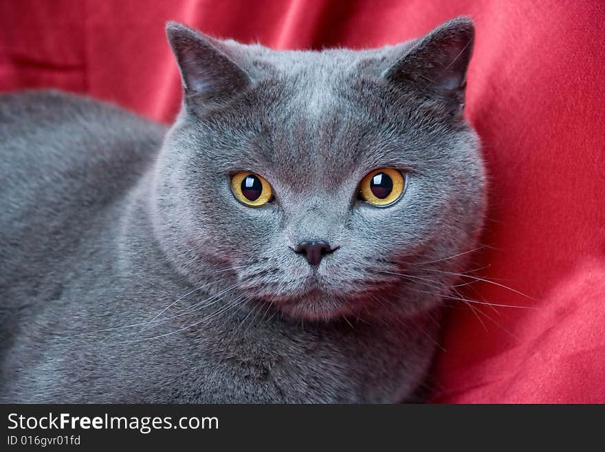 British blue cat on red background. British blue cat on red background