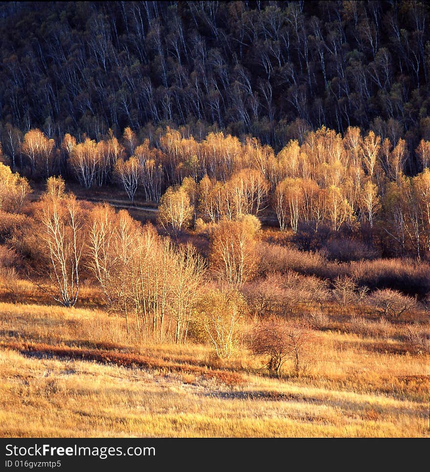 Autumn Field