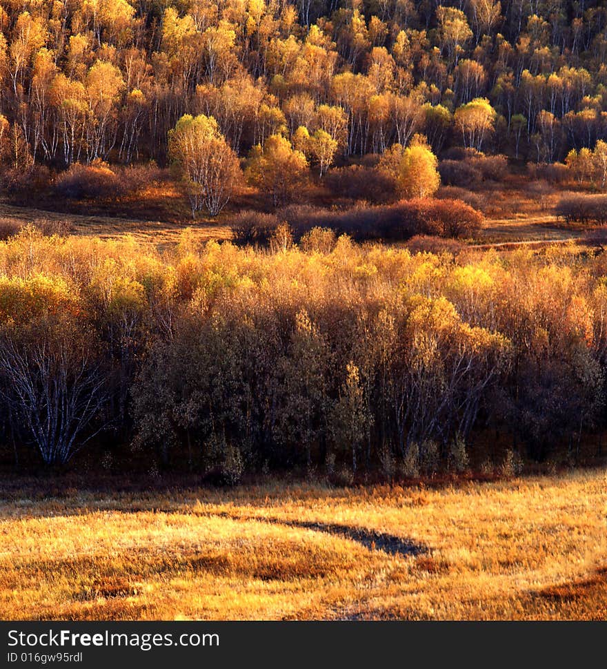 Autumn field