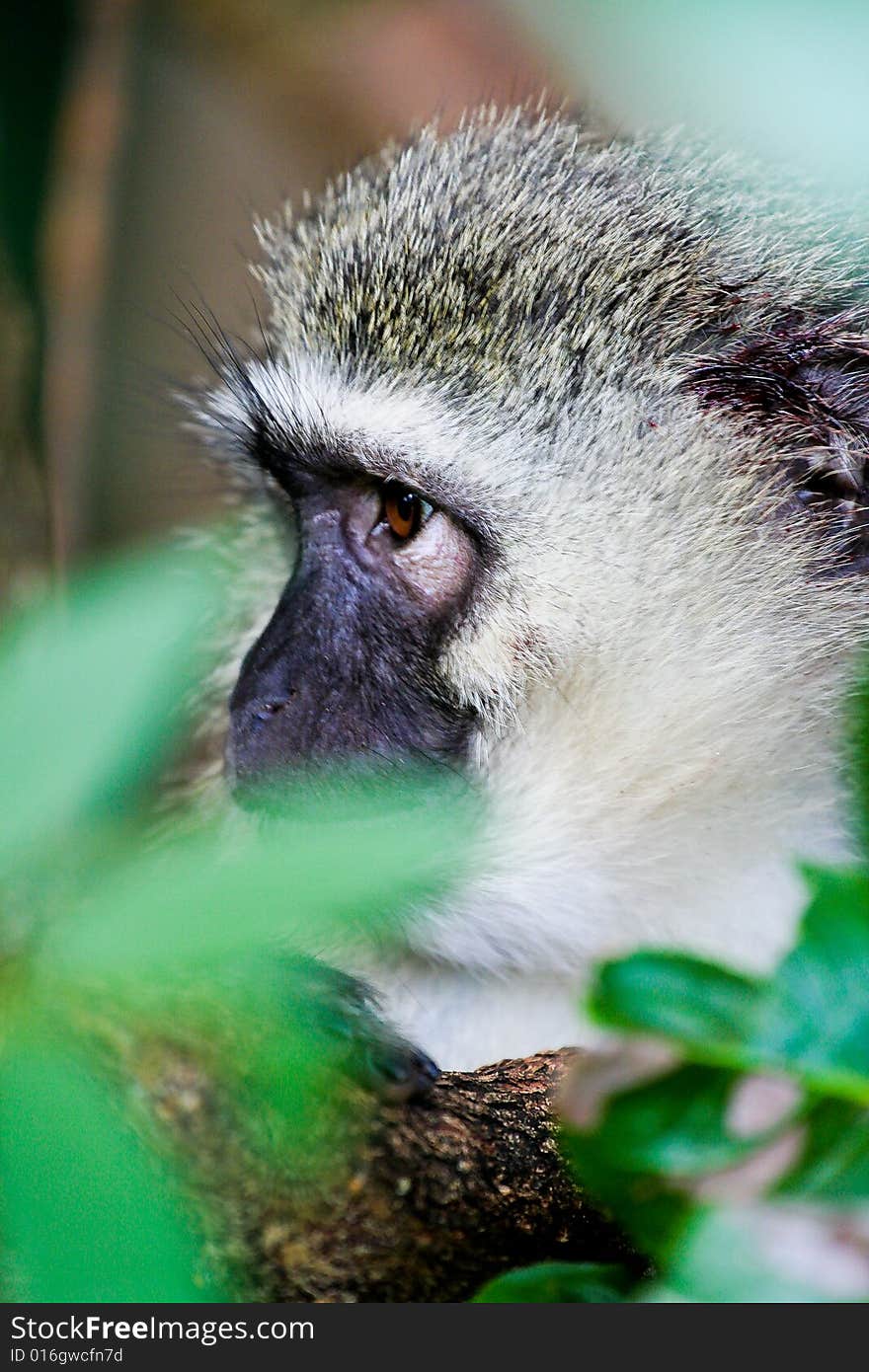 Monkey sitting on a tree branch looking into the distance through some leaves. Monkey sitting on a tree branch looking into the distance through some leaves