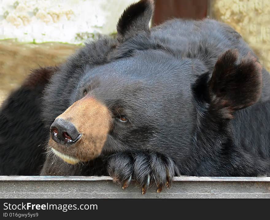 Summer. Kazan. Brown bear. Sity. Zoological gardens.