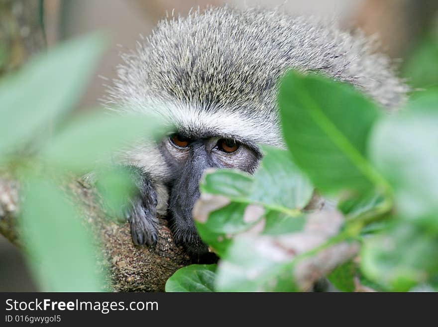 Monkey sitting on a tree branch looking into the distance through some leaves. Monkey sitting on a tree branch looking into the distance through some leaves