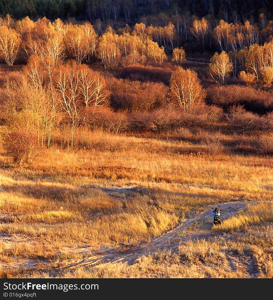 Autumn Field