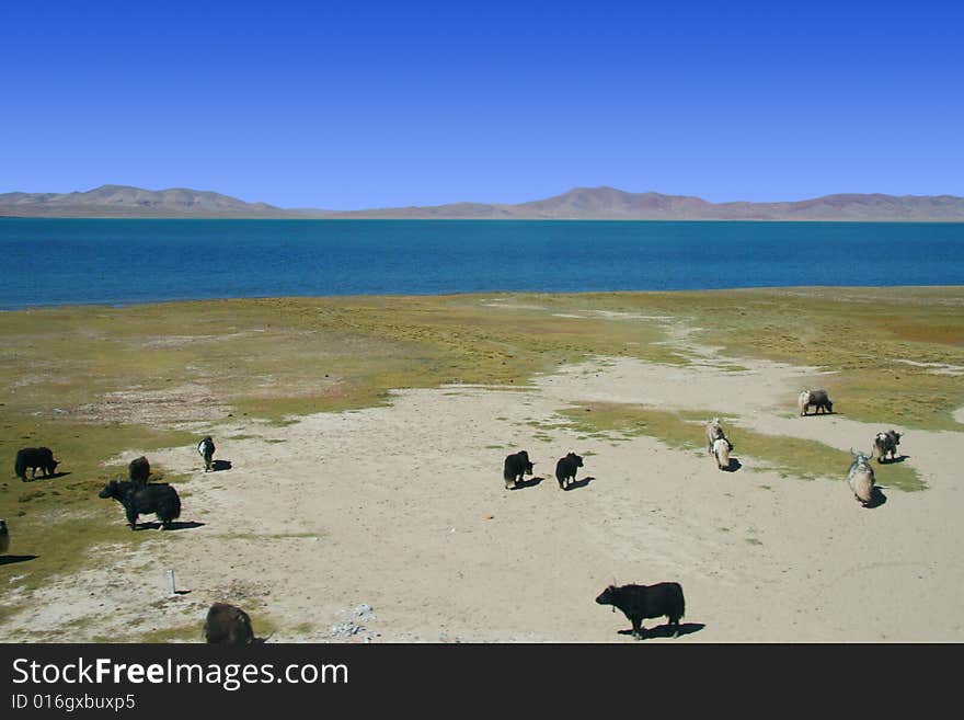 China s Tibet beauty of the Hoh Xil no man s land