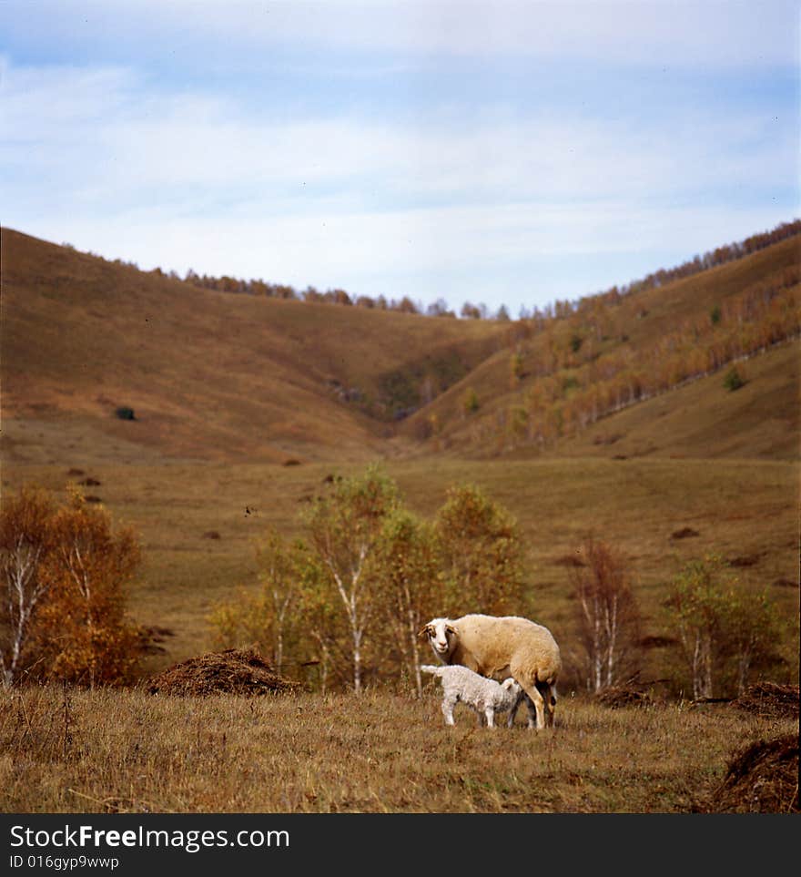 Autumn field