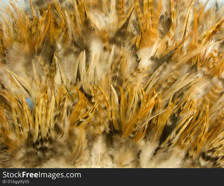 Feather`s texture