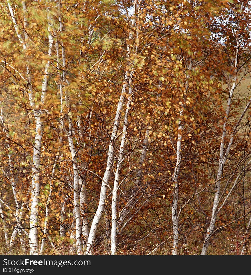 Autumn field