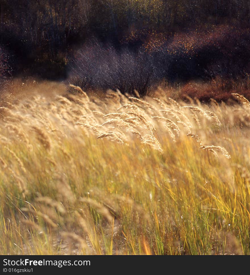 Autumn field