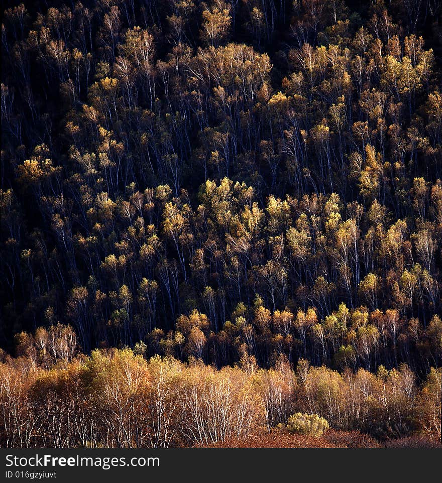 Autumn field