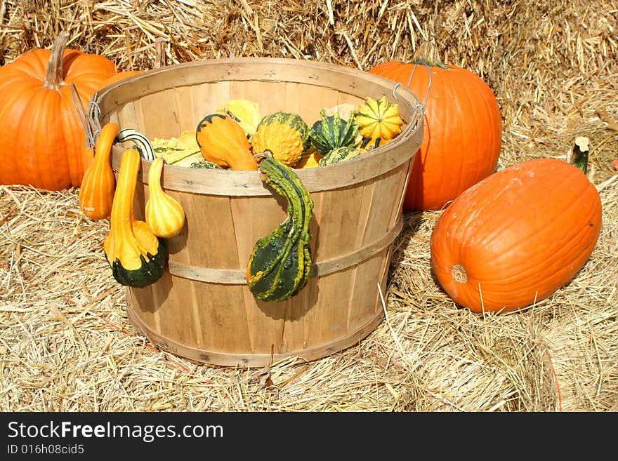 Bunch of pumpkins gourds in a basket. Bunch of pumpkins gourds in a basket
