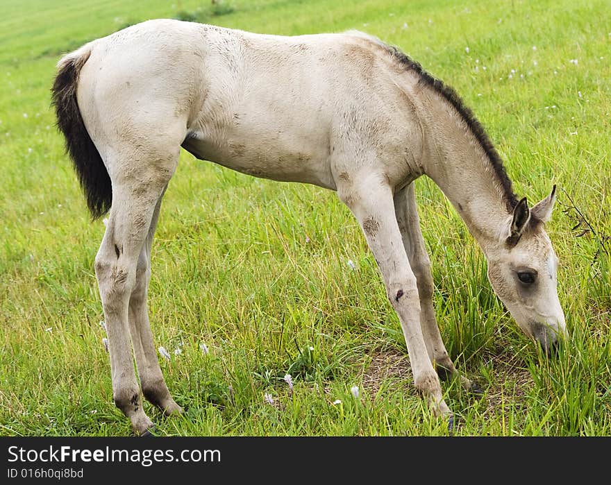 White colt against green grass. White colt against green grass