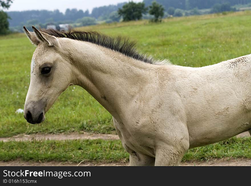 White horse against green grass