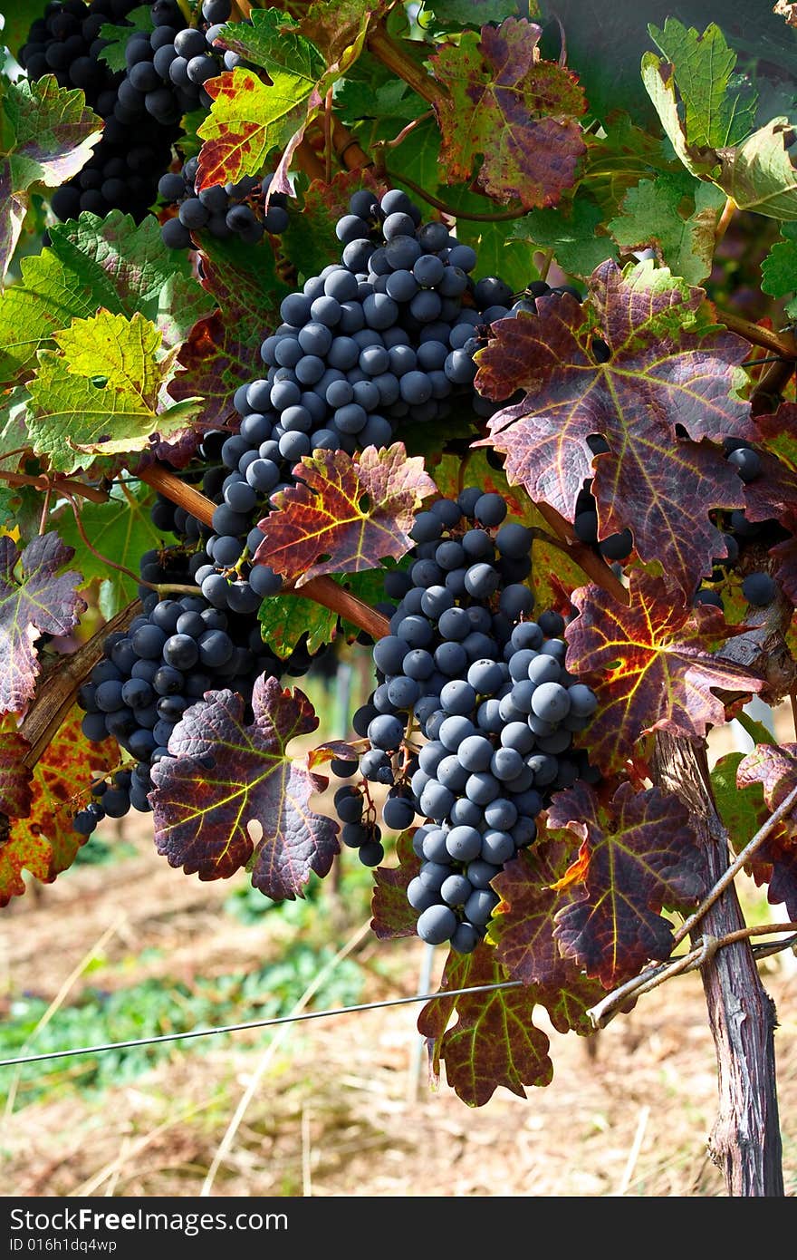 Detail vineyard photo in autumn. redwine berries in october light. Location: Esslingen am Neckar, Germany. Detail vineyard photo in autumn. redwine berries in october light. Location: Esslingen am Neckar, Germany