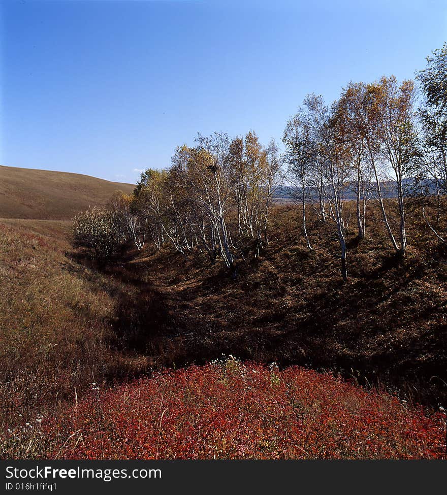 Autumn field