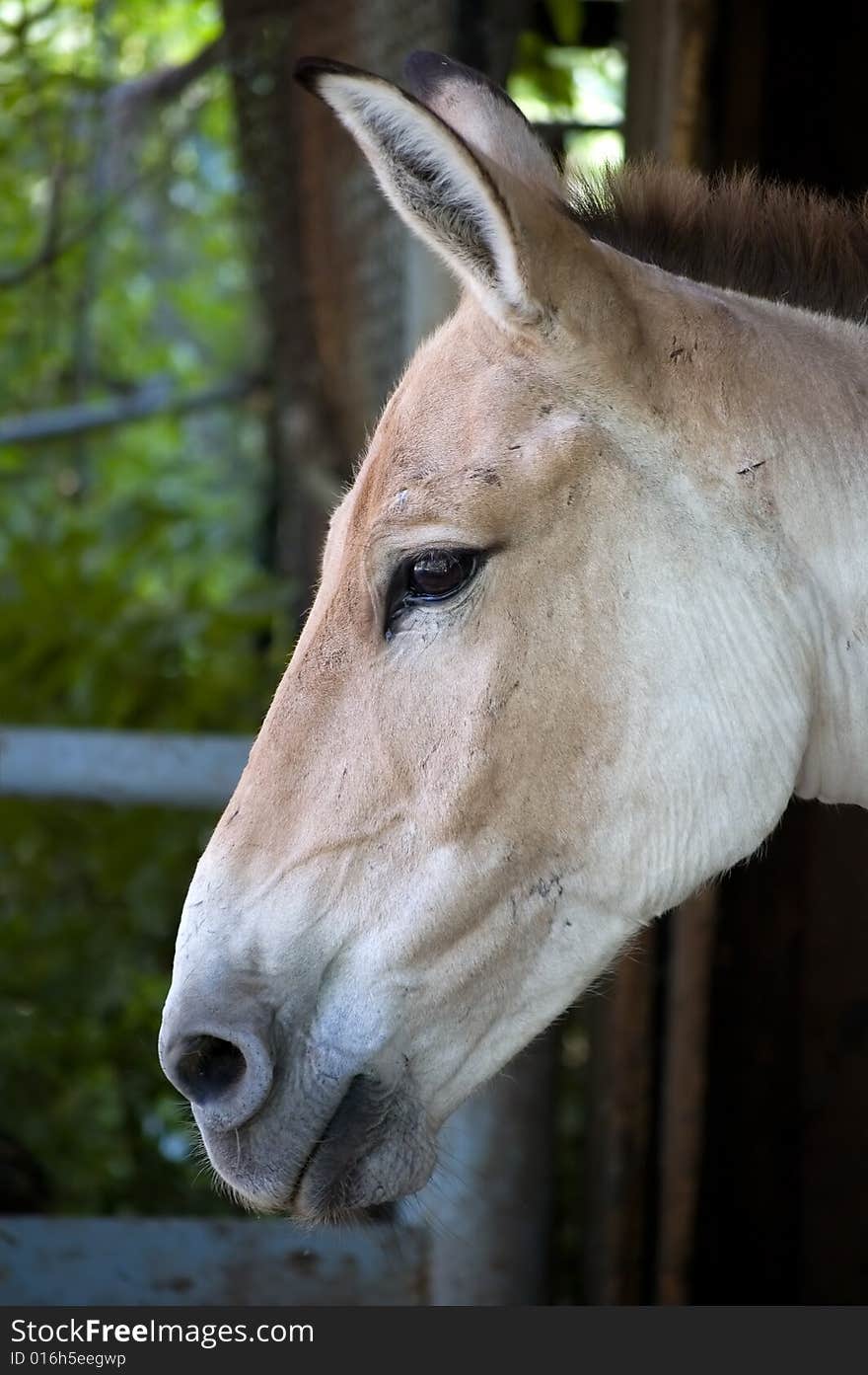 Head Of A Horse In A Profile.