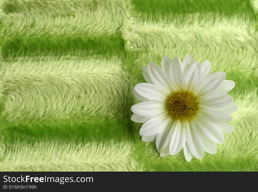 The camomile on the green background, closeup