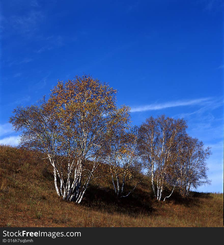 Autumn field