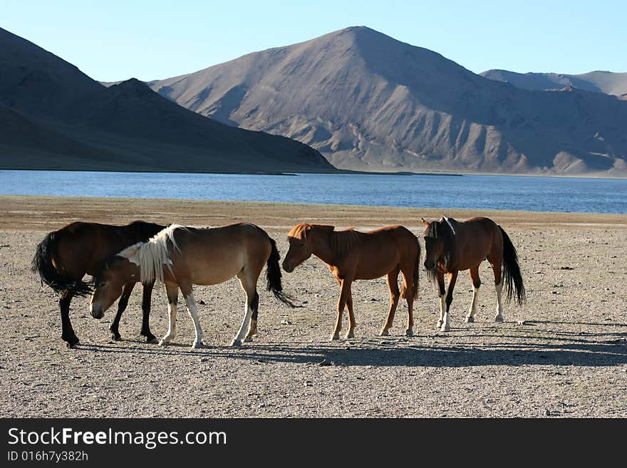 Herd of horses in front of lake and mountains. Mongolia