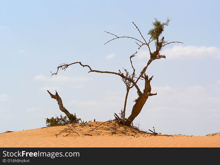 Dead tree on a sand dune. Dead tree on a sand dune