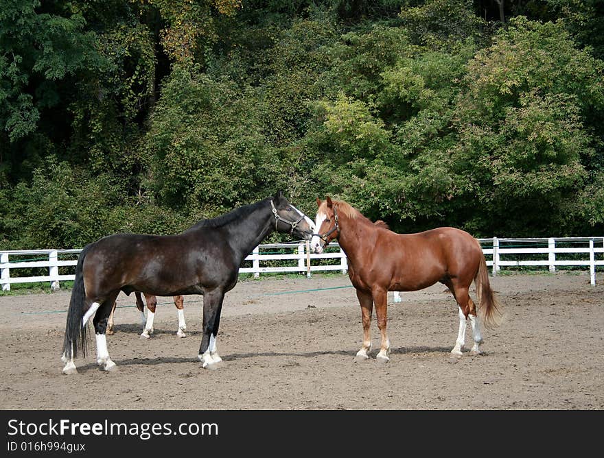 Two horses on the background of green trees