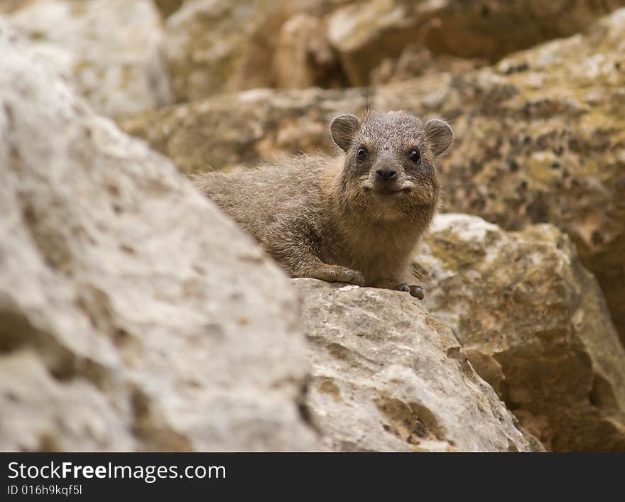 The Rock dassie