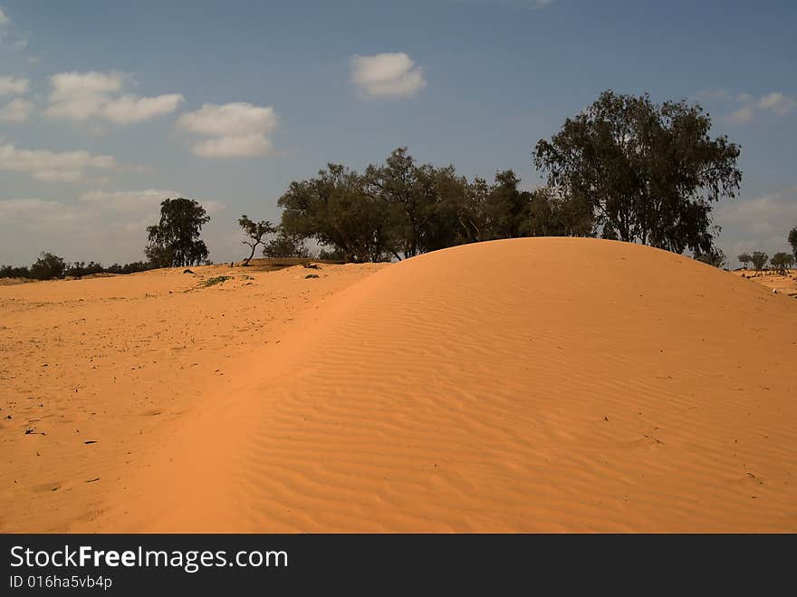 Desert trees on sand dunes. Desert trees on sand dunes