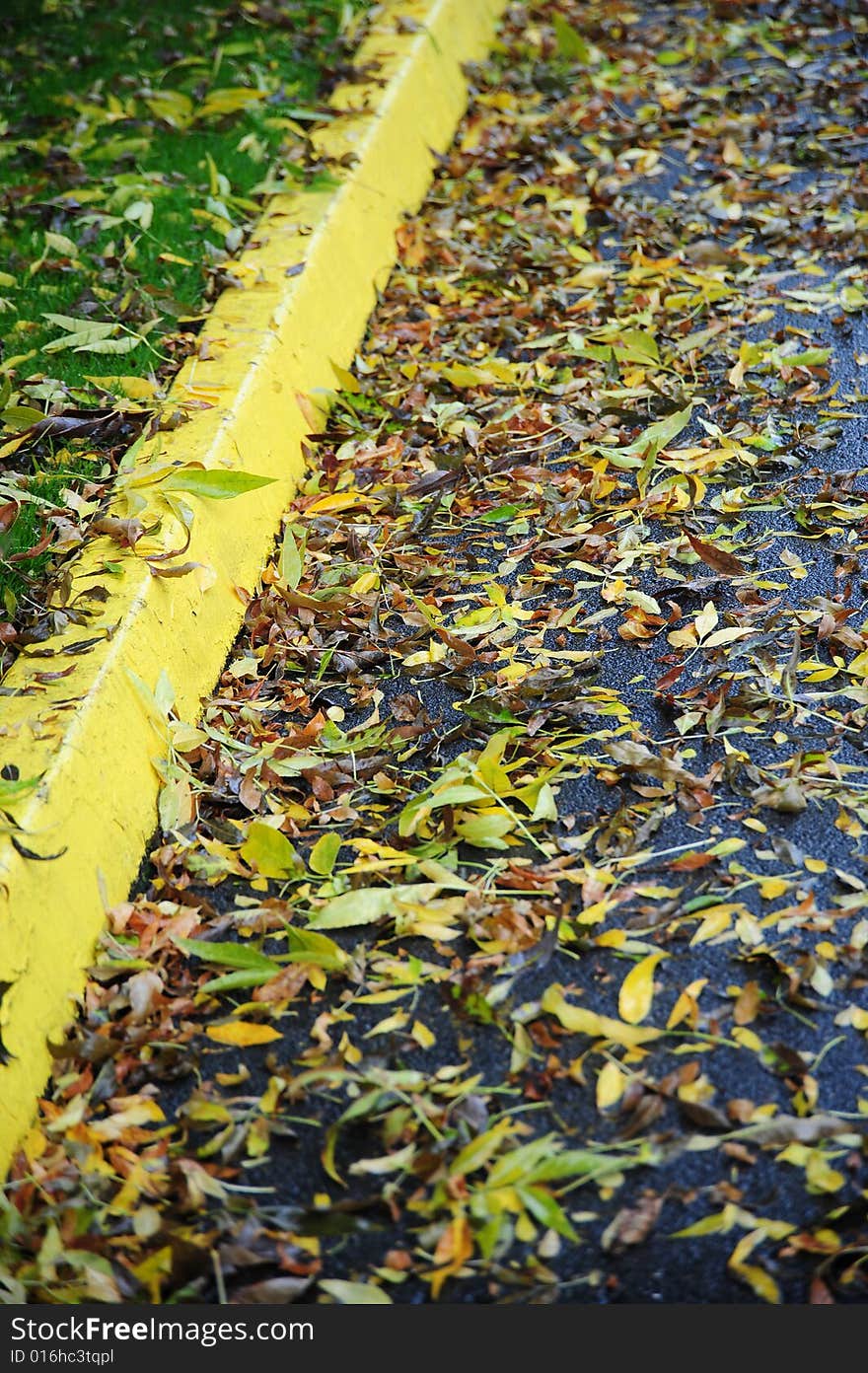 Autumn leaves on a wet rainy pavement.