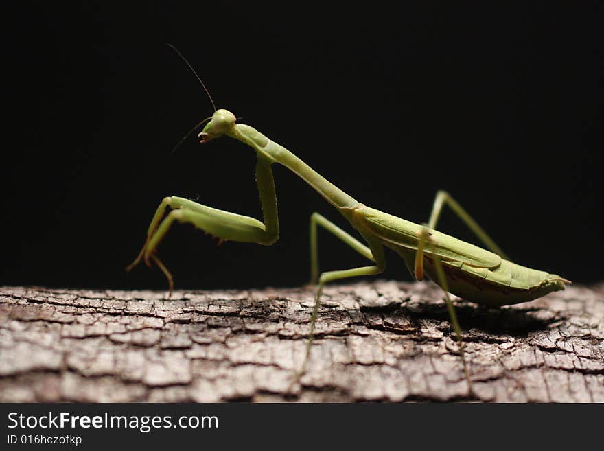 Praying Mantis