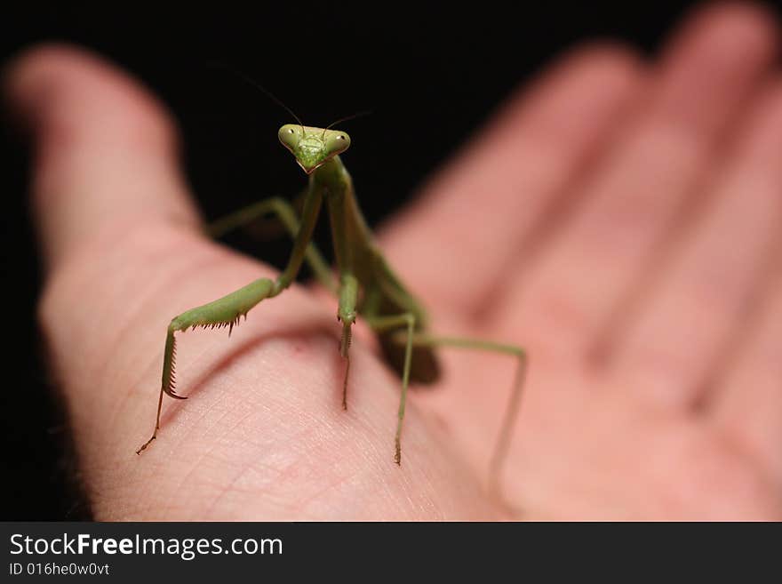 Praying Mantis