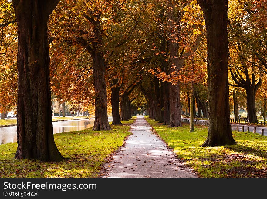 Autumn colors in the forest