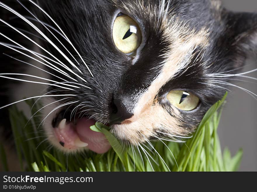 Close-up cat's face eating green grass. Close-up cat's face eating green grass