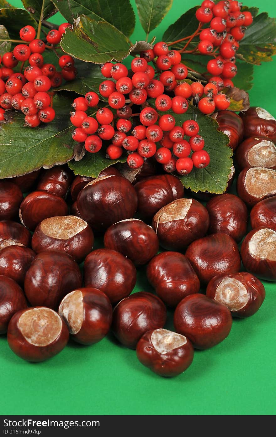 Autumn rowan tree and chestnuts - isolated. Autumn rowan tree and chestnuts - isolated