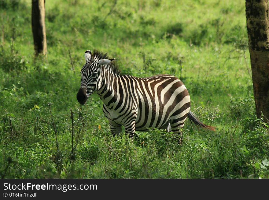 A photo of a Zebra amongst some green grass.