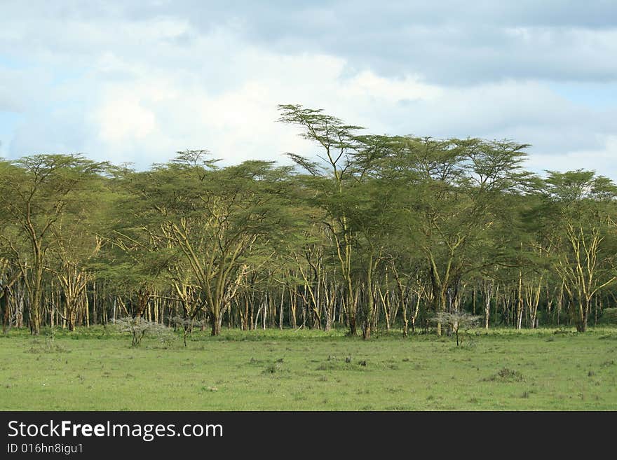 A photo of green trees taken in Kenya. A photo of green trees taken in Kenya