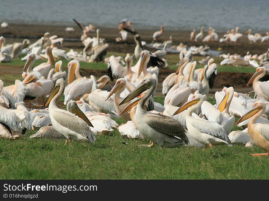 A photo of African Bird Life near a lake