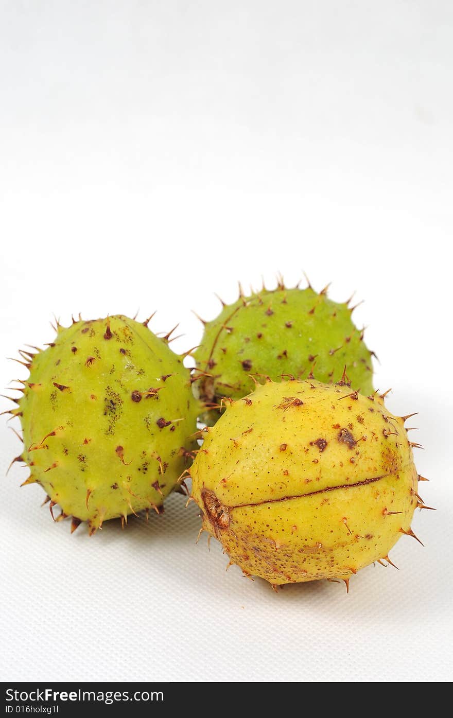 Image of a three chestnuts isolated. Image of a three chestnuts isolated