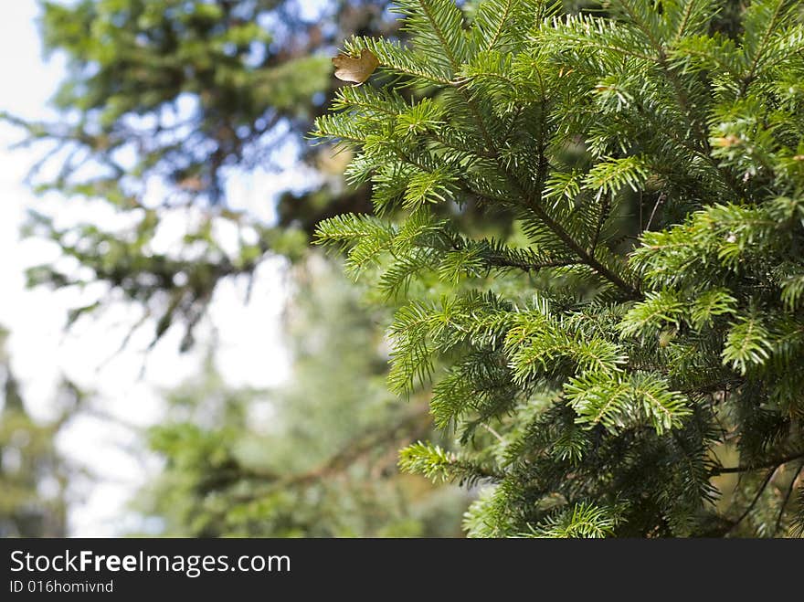 Alder Tree