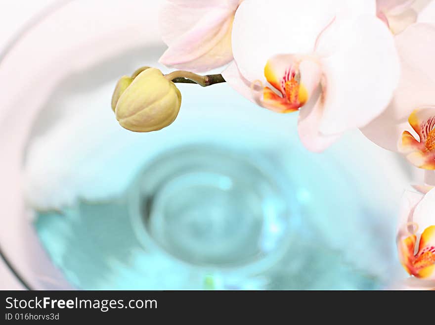 Orchid close up over blue water in glass vase. Orchid close up over blue water in glass vase