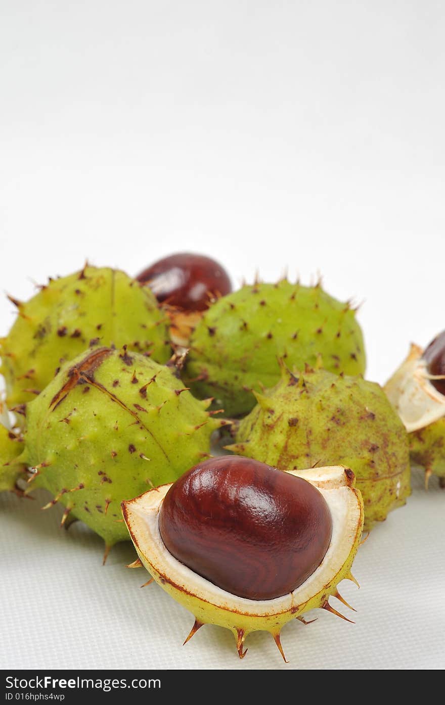 Image of a chestnuts and conkers on white background. Image of a chestnuts and conkers on white background